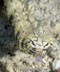 I love pipefish. This one was rather coy about being a su... by Yvonne Akar 